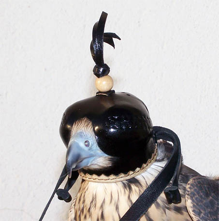 castellanabrookeii.jpg